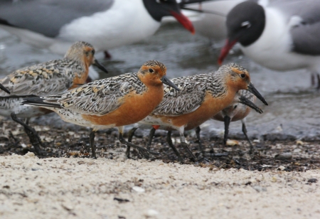 Red Knots, Reed's Beach