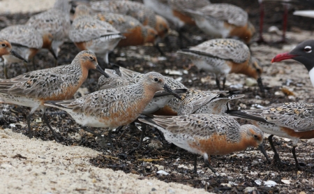 Red Knots, Reed's Beach