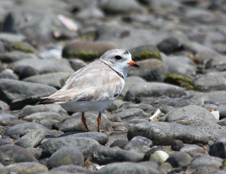 Piping Plover, Milford Point