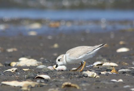 Juv. Piping Plover, Milford Point