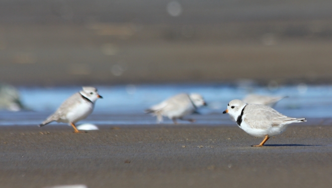 Piping Plovers, Parker River NWR